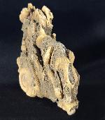 Dactylioceras athleticum (SIMPSON 1855) - Bild &copy; FossNet FossilienStore